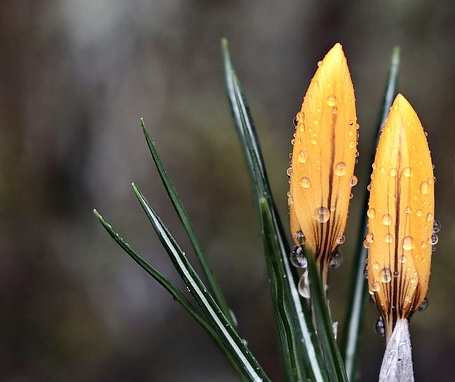 Krokus